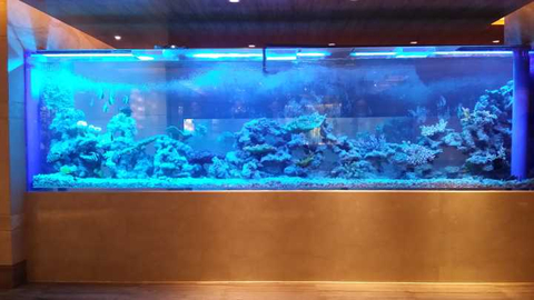 Прозрачный акриловый аквариум на заказ онлайн - Leyu 